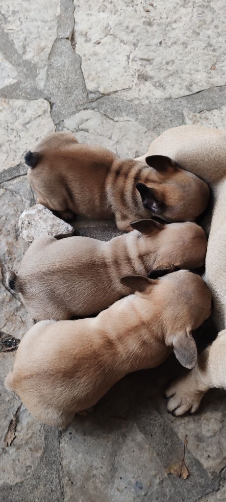 chiot Bouledogue français du clos des voinauds