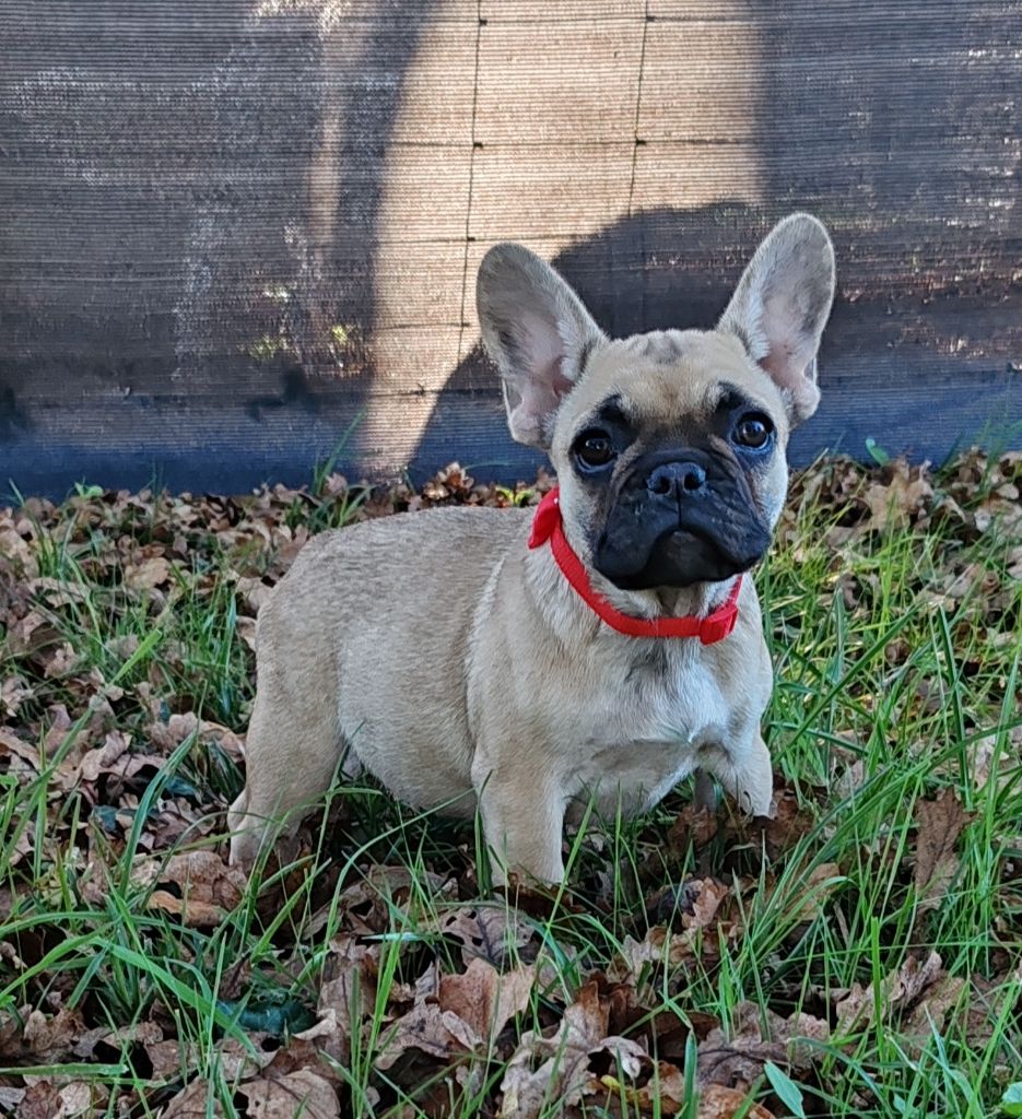 du clos des voinauds - Chiot disponible  - Bouledogue français