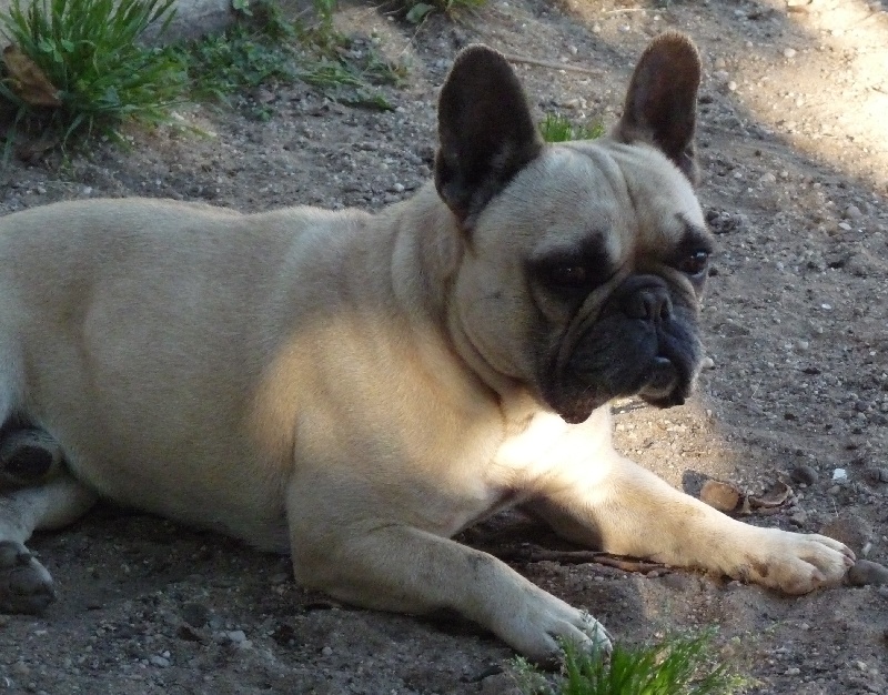 Uhlan du domaine Alberry