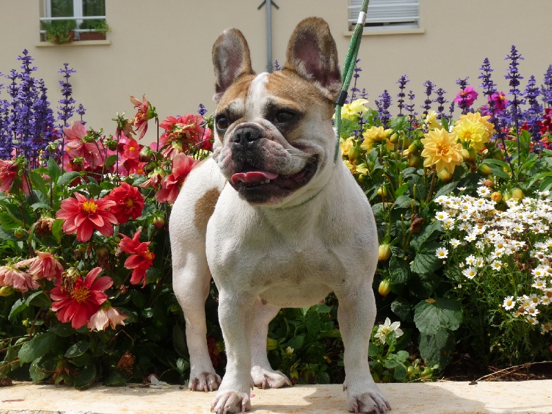 Funny lola by lulu du clos des voinauds
