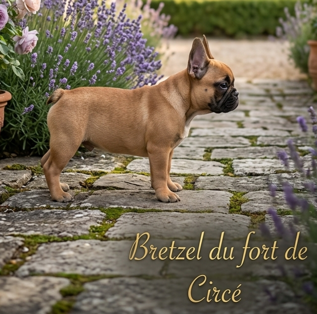 Bretzel Du Fort De Circé