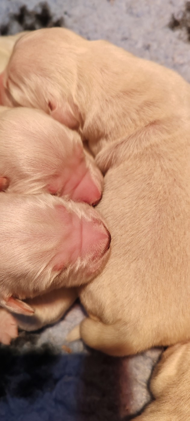 du clos des voinauds - Ils sont nés ! Les nouveaux bébés de printemps 2026