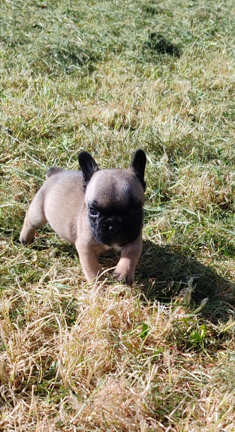 du clos des voinauds - Bb disponible