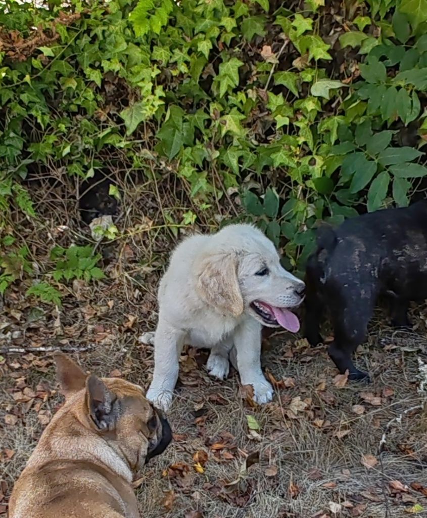 du clos des voinauds - Chiots disponibles - Golden Retriever