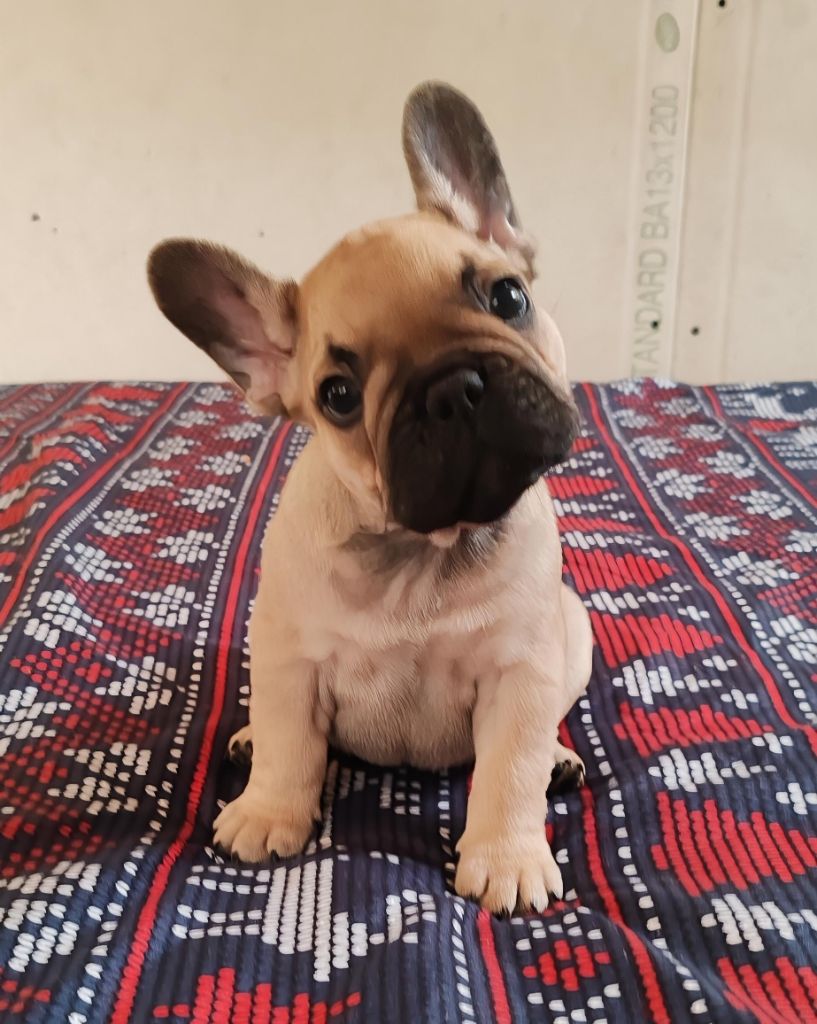 du clos des voinauds - Chiots disponibles - Bouledogue français