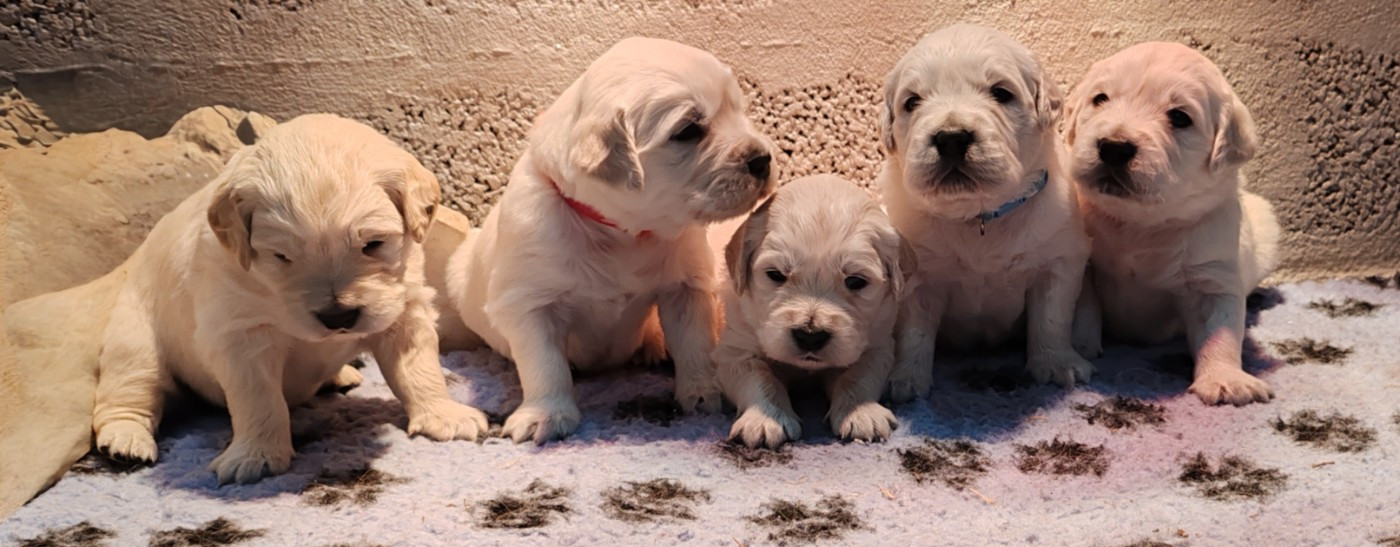 du clos des voinauds - Golden Retriever - Portée née le 01/11/2025