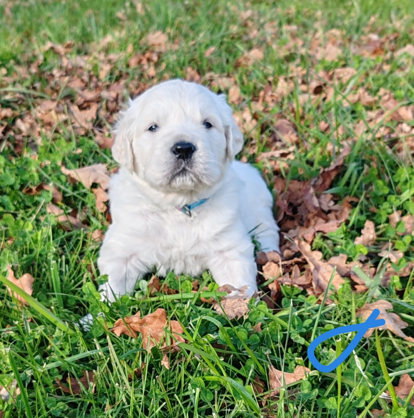 du clos des voinauds - Chiots disponibles - Golden Retriever