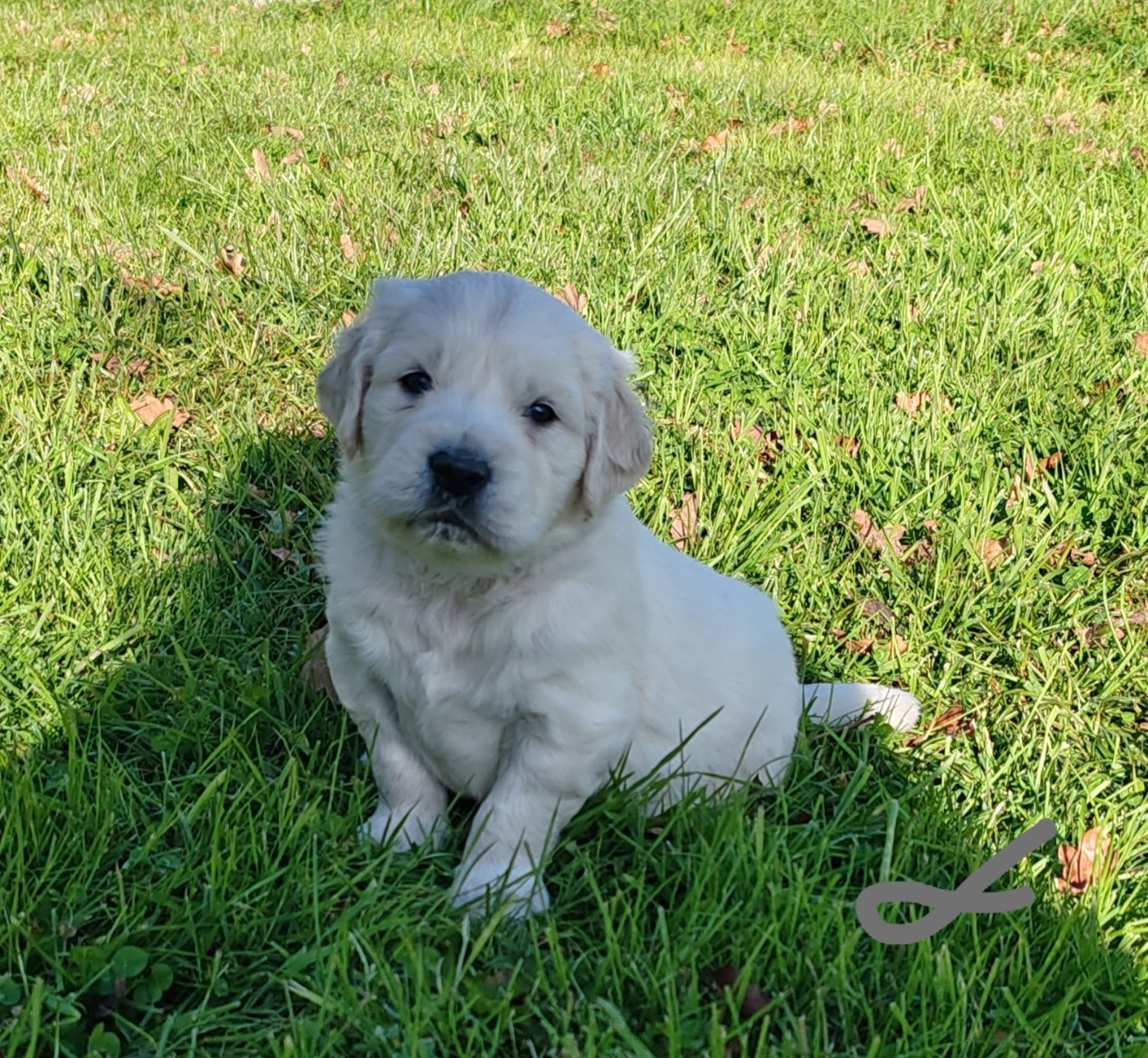du clos des voinauds - Chiots disponibles - Golden Retriever