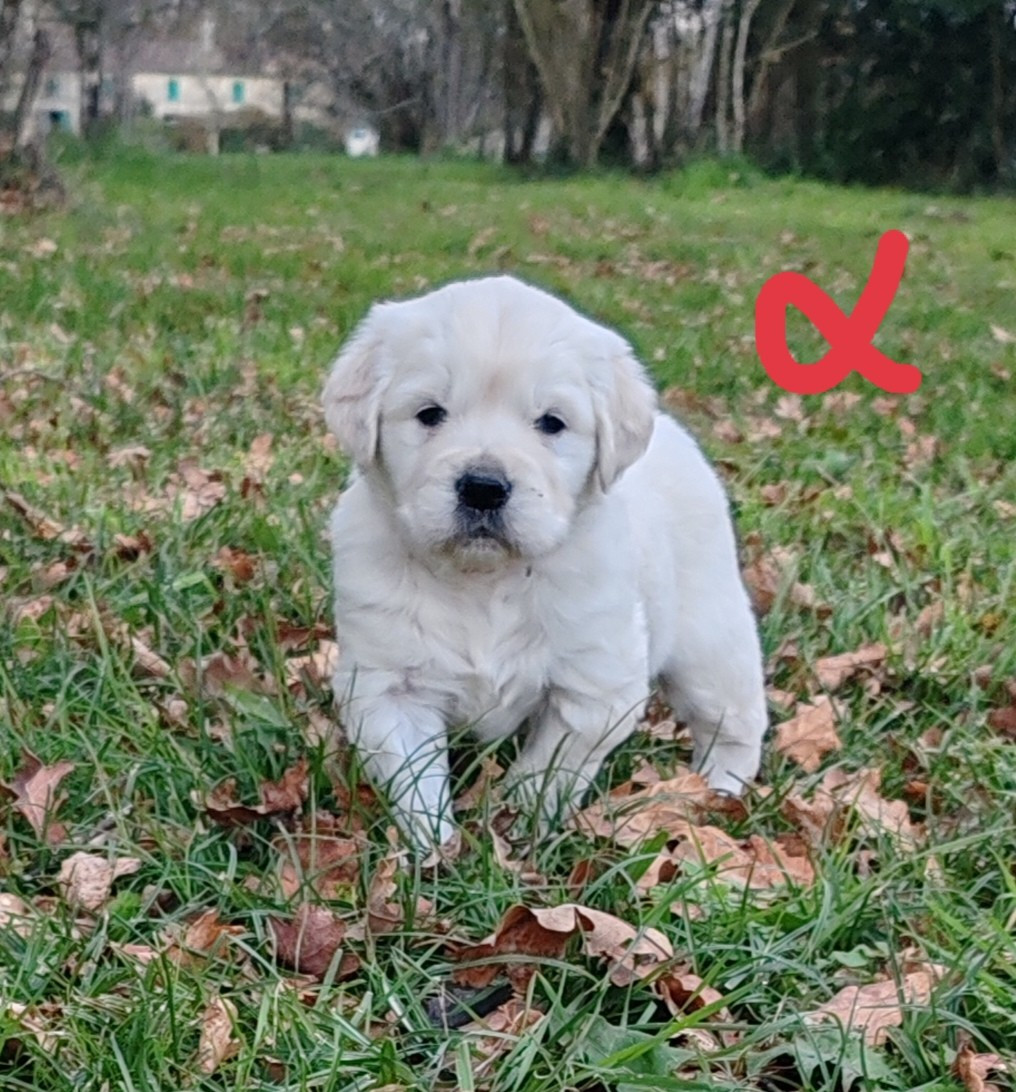 du clos des voinauds - Chiots disponibles - Golden Retriever