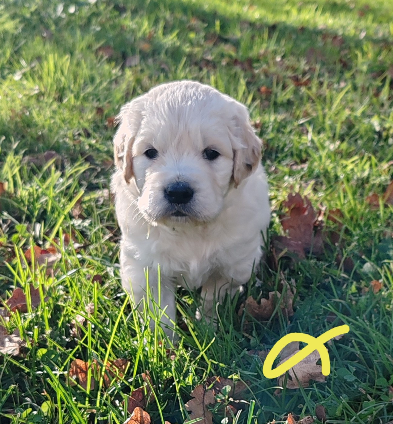 du clos des voinauds - Chiots disponibles - Golden Retriever