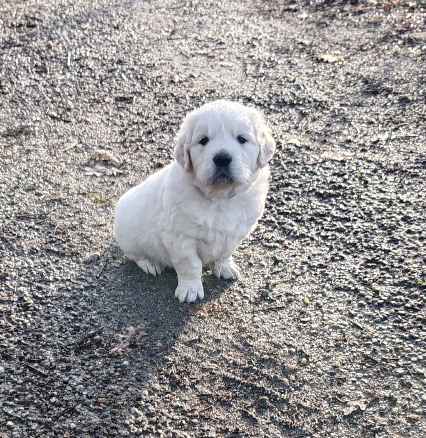 du clos des voinauds - Chiots disponibles - Golden Retriever