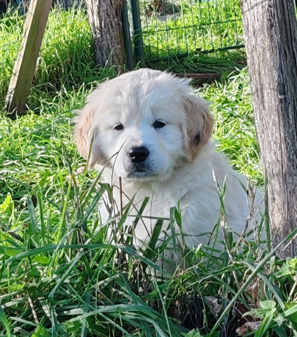 du clos des voinauds - Chiots disponibles - Golden Retriever