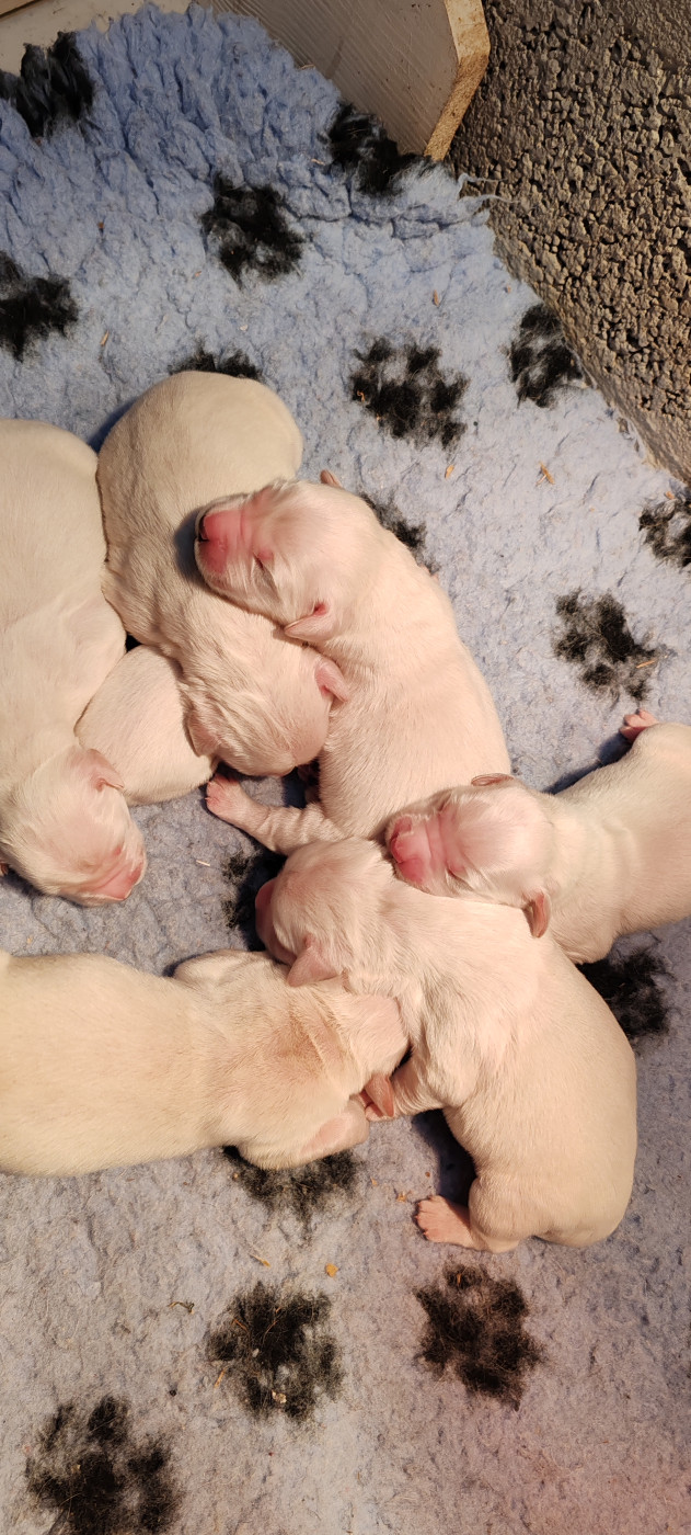 Chiot Golden Retriever du clos des voinauds