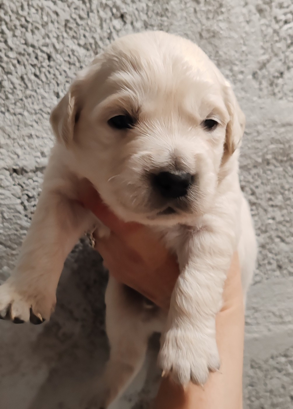 du clos des voinauds - Chiots disponibles - Golden Retriever