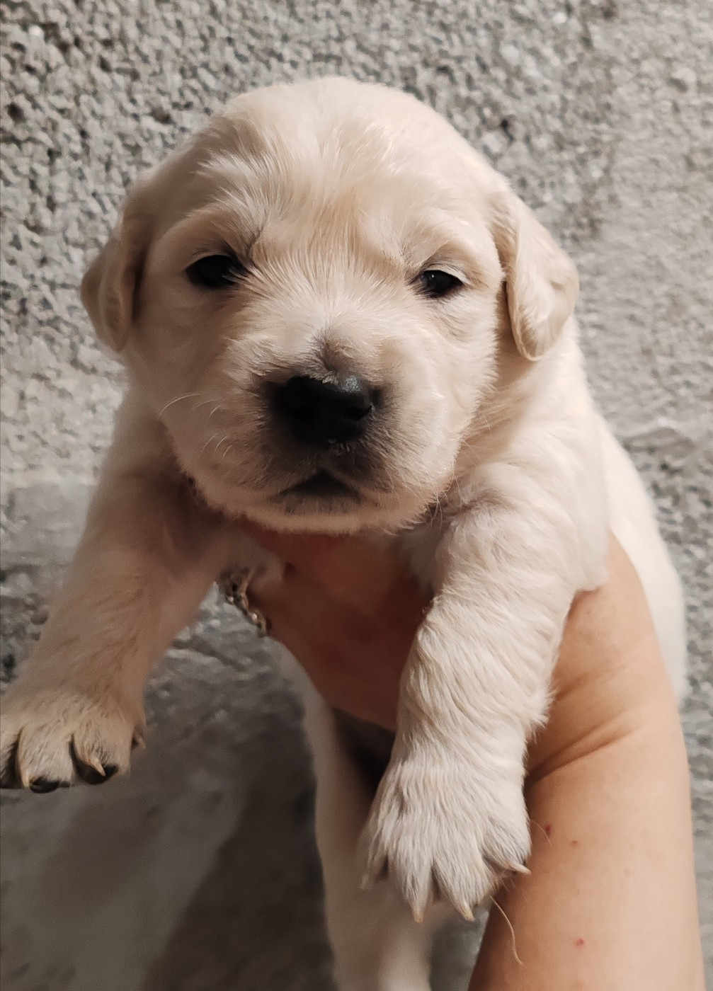 du clos des voinauds - Chiots disponibles - Golden Retriever