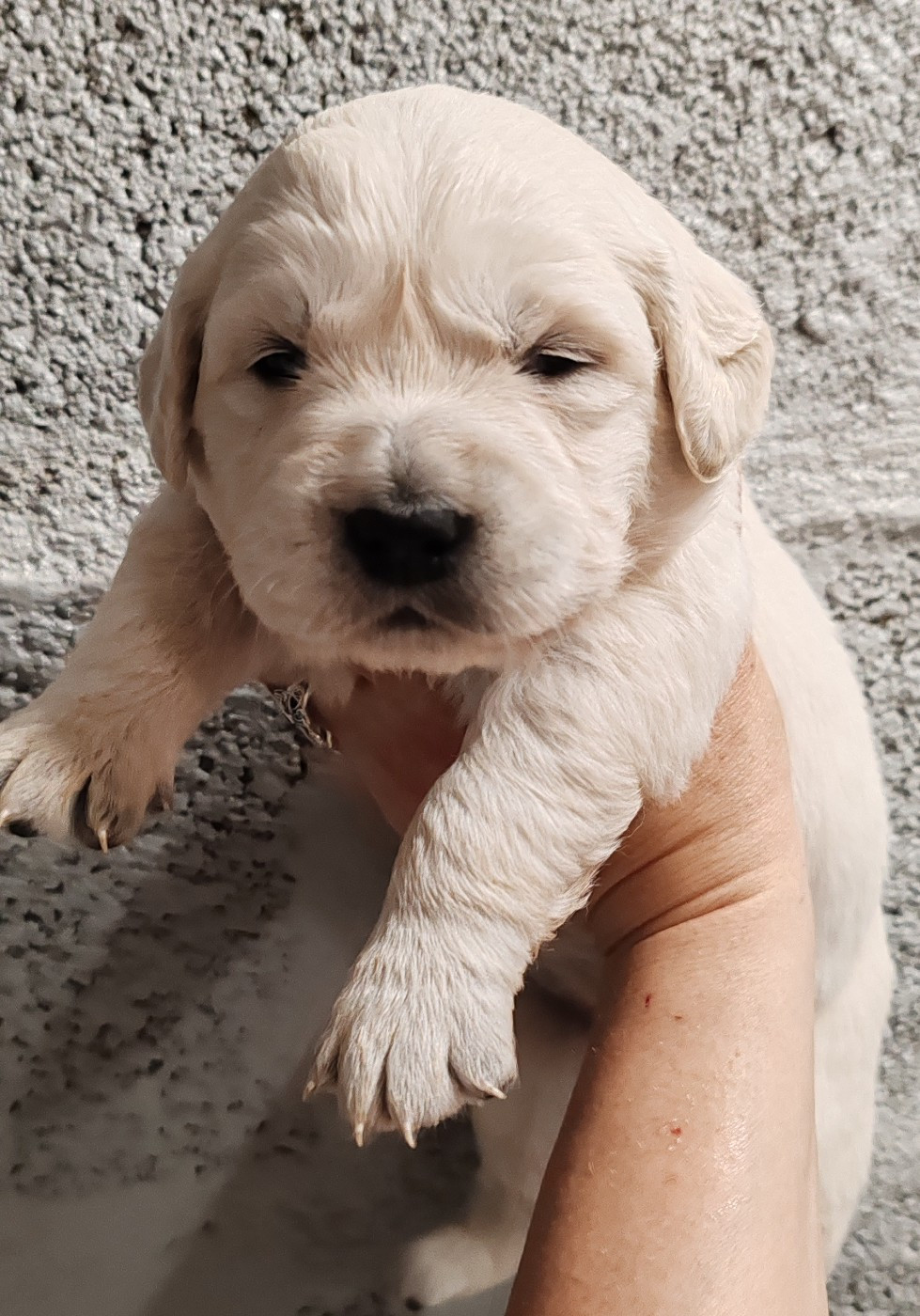 du clos des voinauds - Chiots disponibles - Golden Retriever