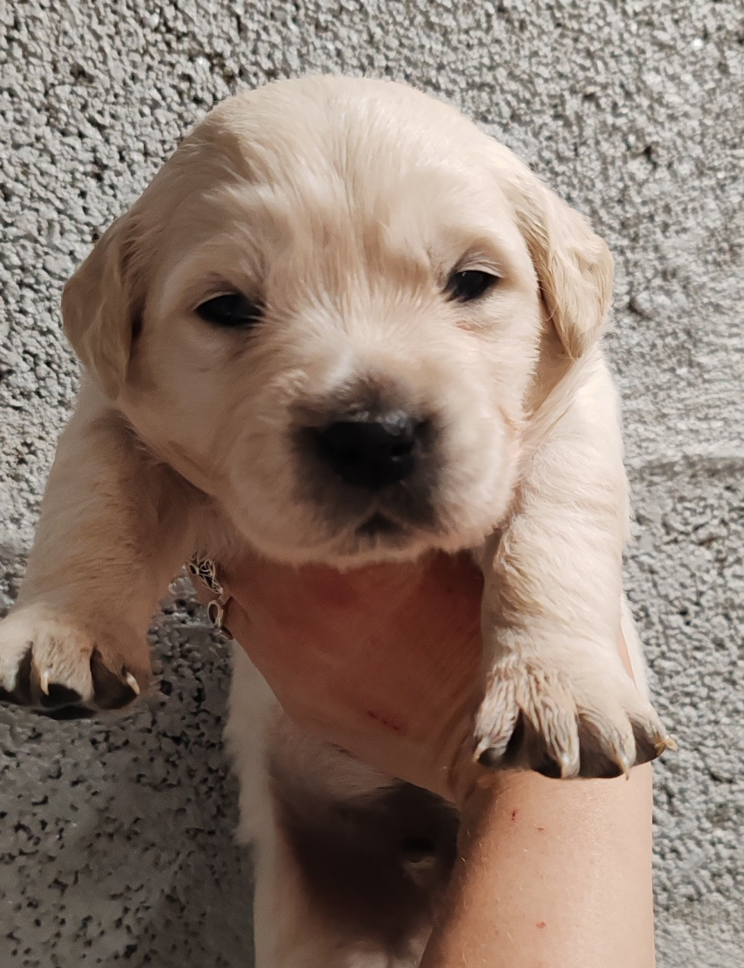 du clos des voinauds - Chiots disponibles - Golden Retriever