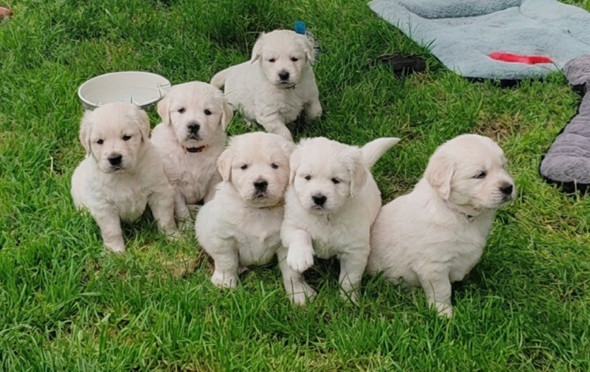 Chiot Golden Retriever du clos des voinauds