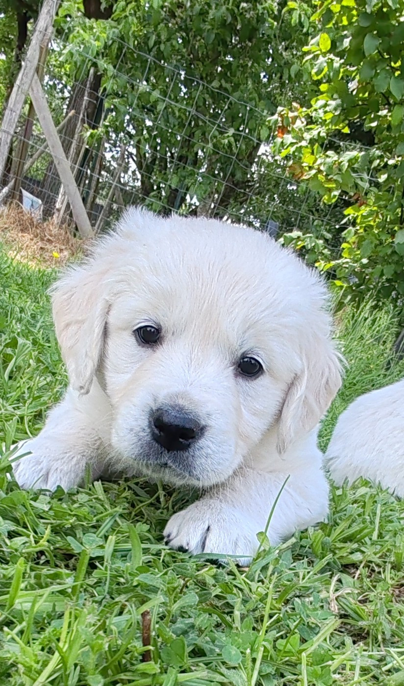 du clos des voinauds - Chiots disponibles - Golden Retriever