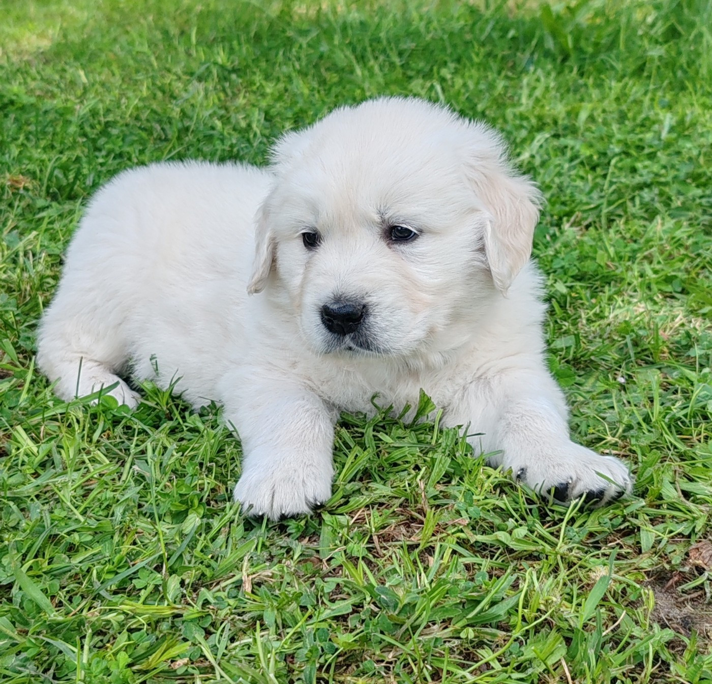 du clos des voinauds - Chiots disponibles - Golden Retriever