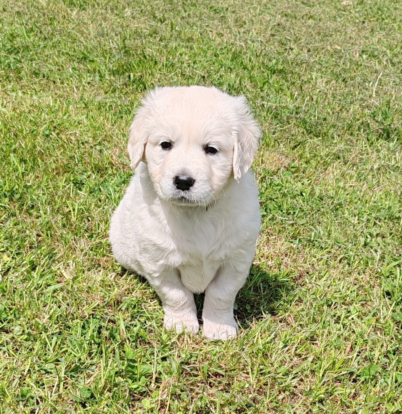 du clos des voinauds - Chiots disponibles - Golden Retriever