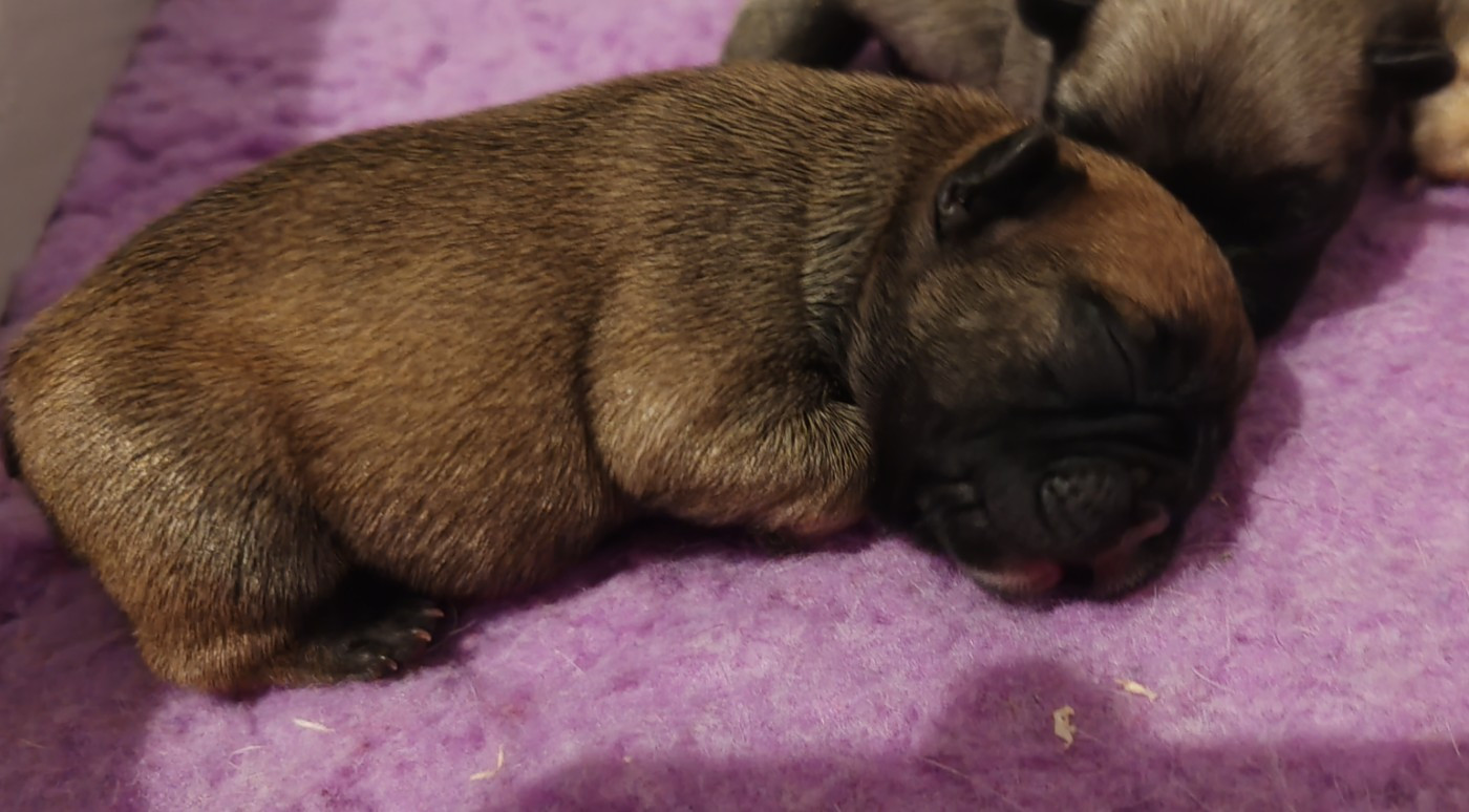 du clos des voinauds - Chiots disponibles - Bouledogue français