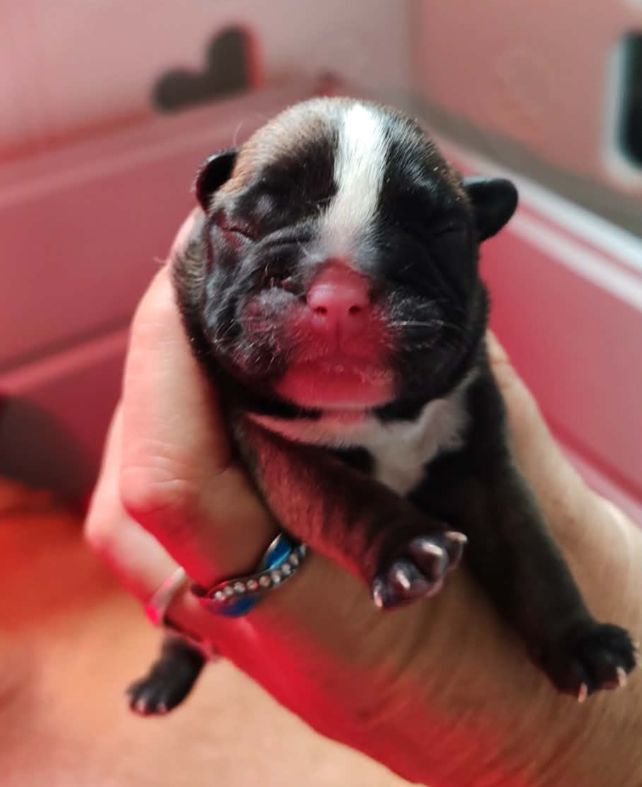 du clos des voinauds - Chiots disponibles - Bouledogue français