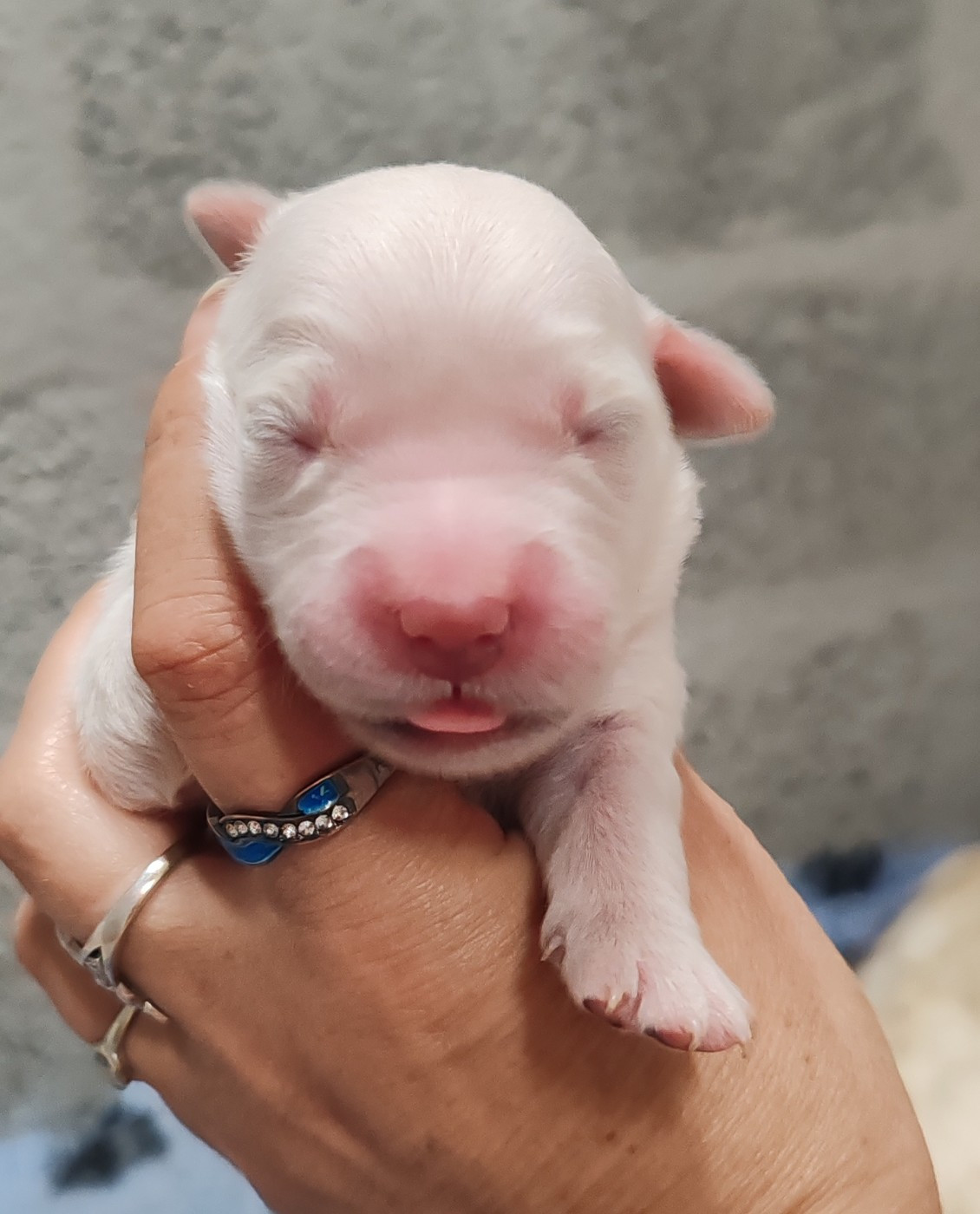 du clos des voinauds - Chiots disponibles - Golden Retriever
