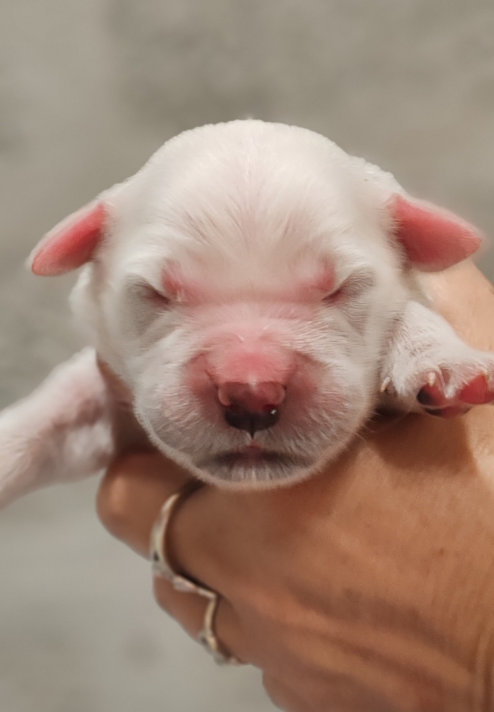 du clos des voinauds - Chiots disponibles - Golden Retriever