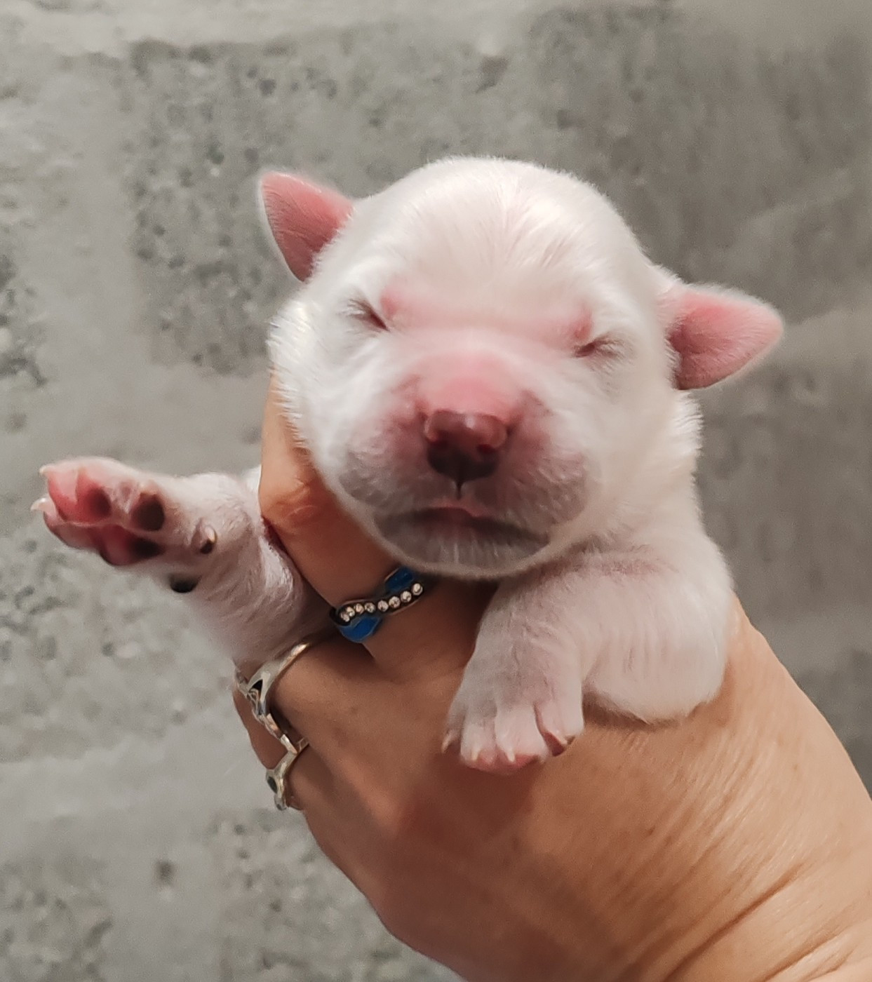 du clos des voinauds - Chiots disponibles - Golden Retriever
