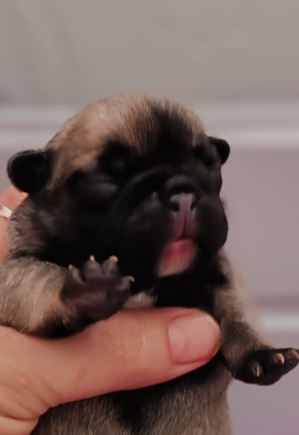 du clos des voinauds - Chiots disponibles - Bouledogue français