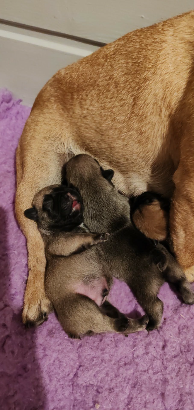 Chiot Bouledogue français du clos des voinauds
