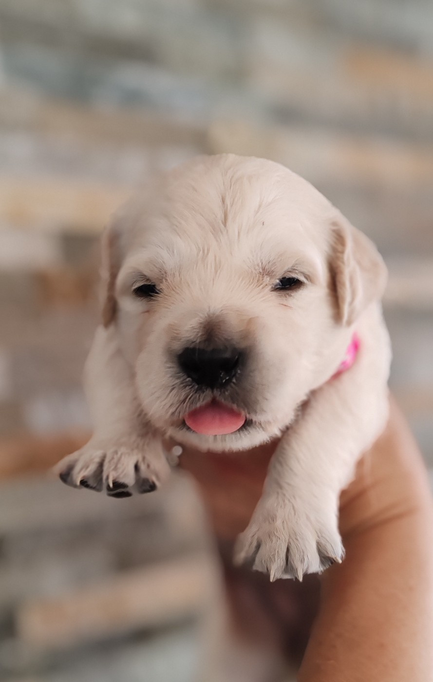 du clos des voinauds - Chiots disponibles - Golden Retriever