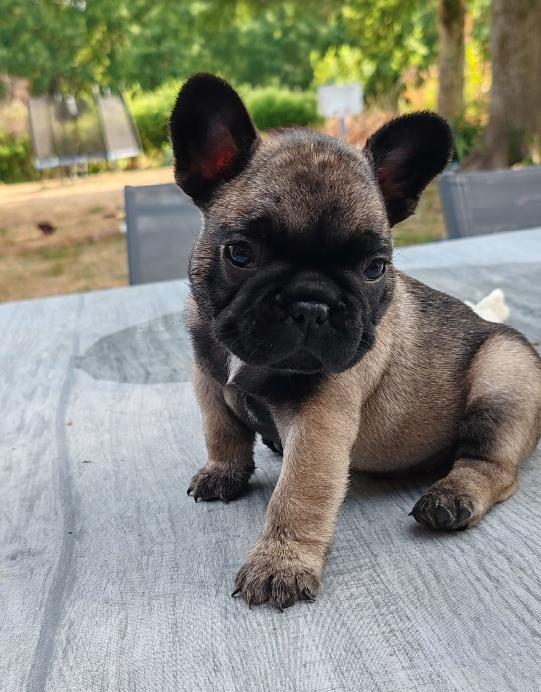 du clos des voinauds - Chiots disponibles - Bouledogue français