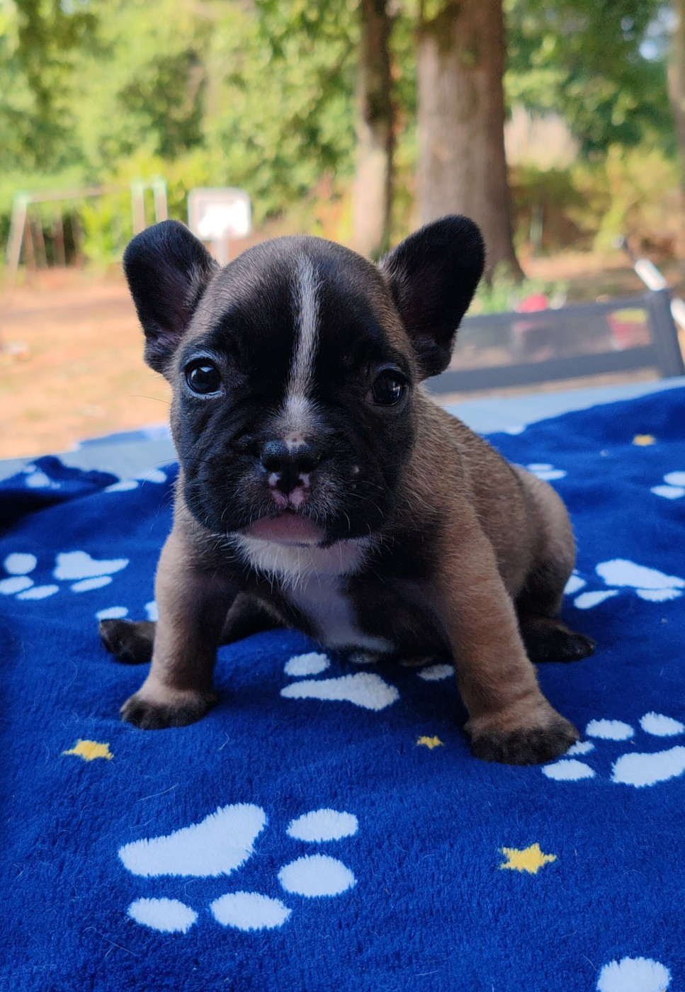 du clos des voinauds - Chiots disponibles - Bouledogue français
