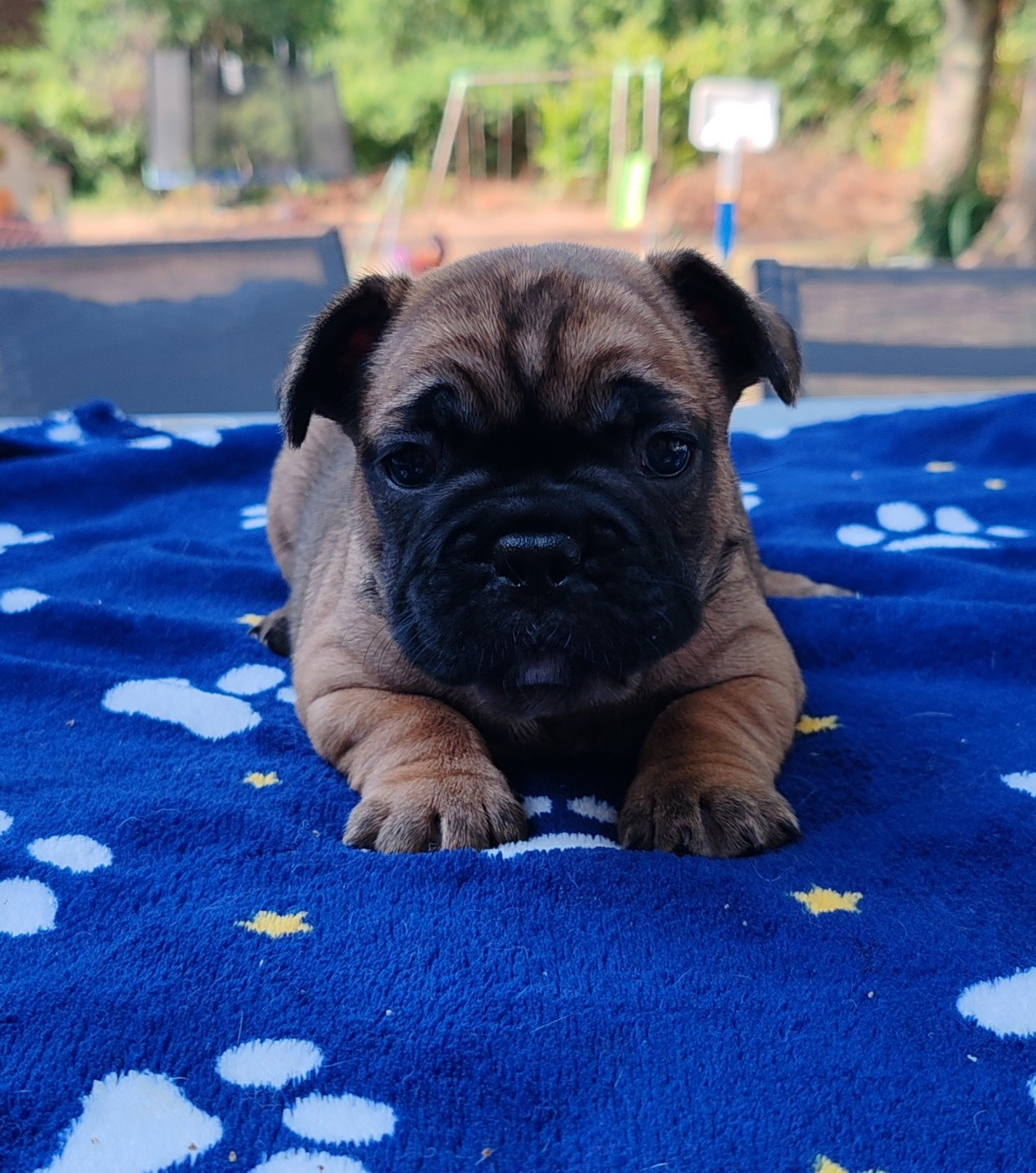 du clos des voinauds - Chiots disponibles - Bouledogue français