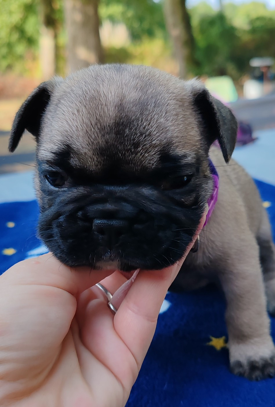 du clos des voinauds - Chiots disponibles - Bouledogue français