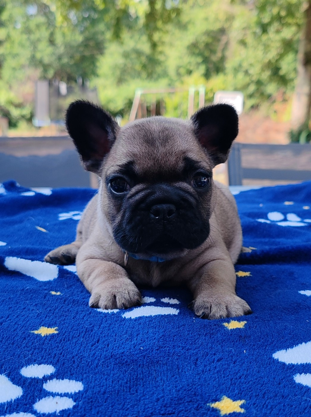 du clos des voinauds - Chiots disponibles - Bouledogue français