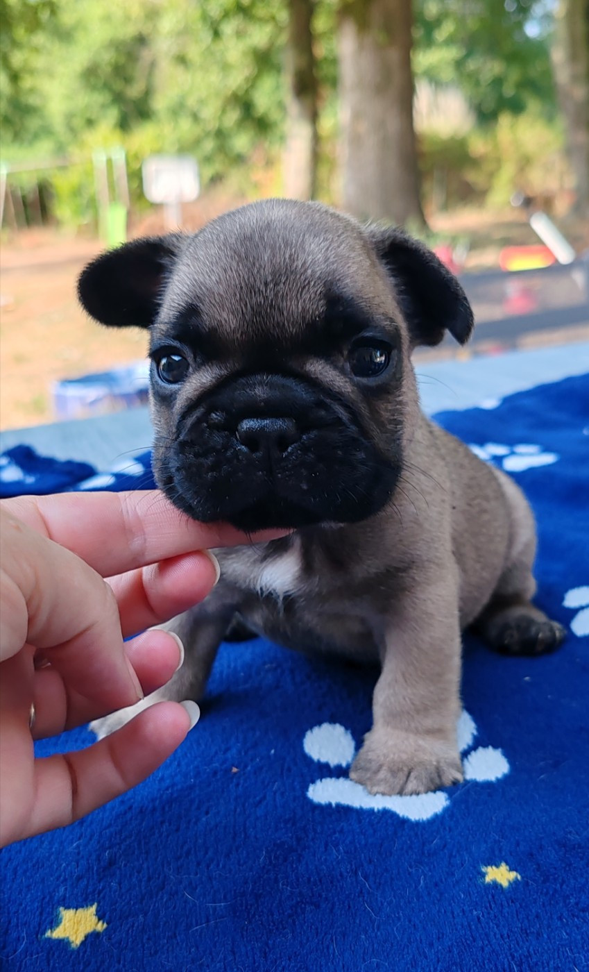 du clos des voinauds - Chiots disponibles - Bouledogue français