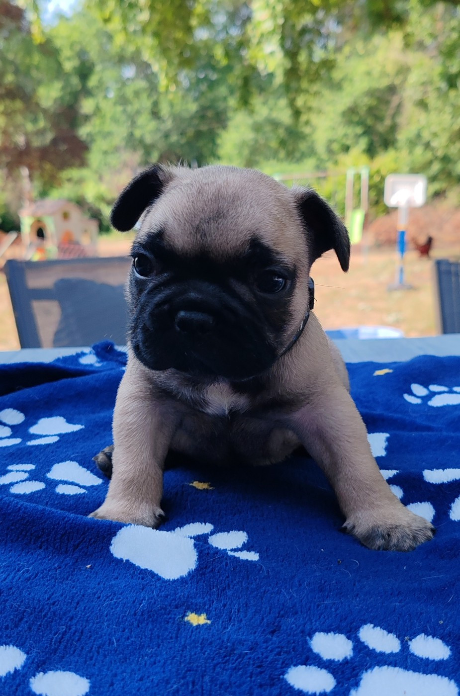 du clos des voinauds - Chiots disponibles - Bouledogue français
