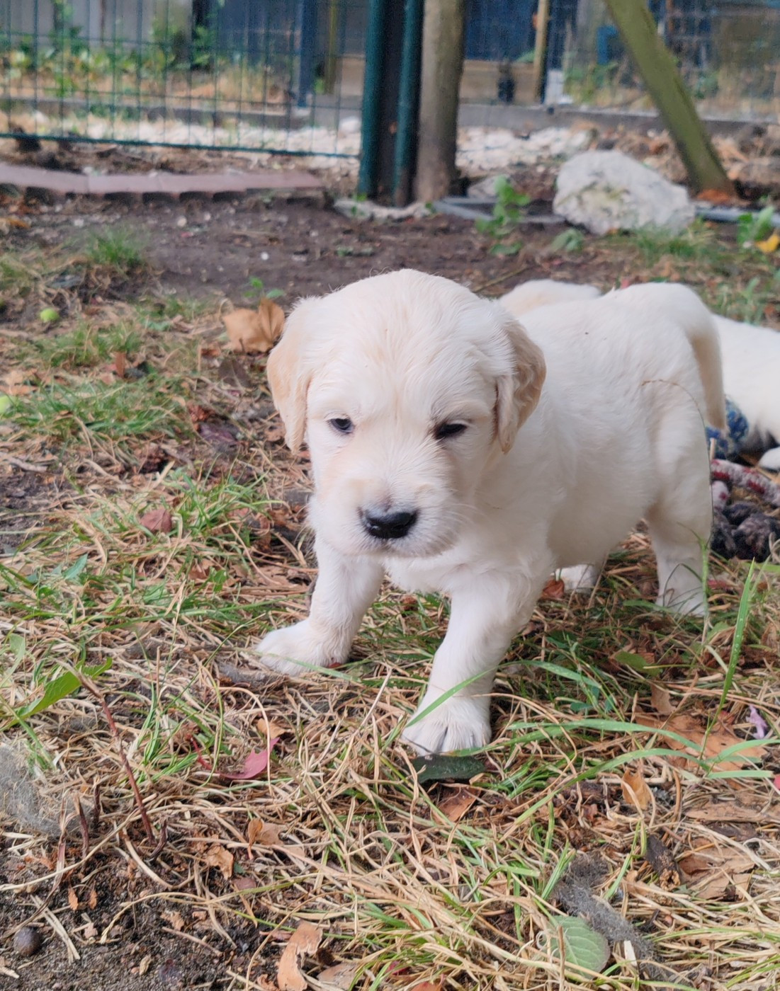 du clos des voinauds - Chiots disponibles - Golden Retriever