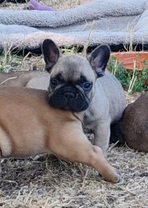 du clos des voinauds - Chiots disponibles - Bouledogue français