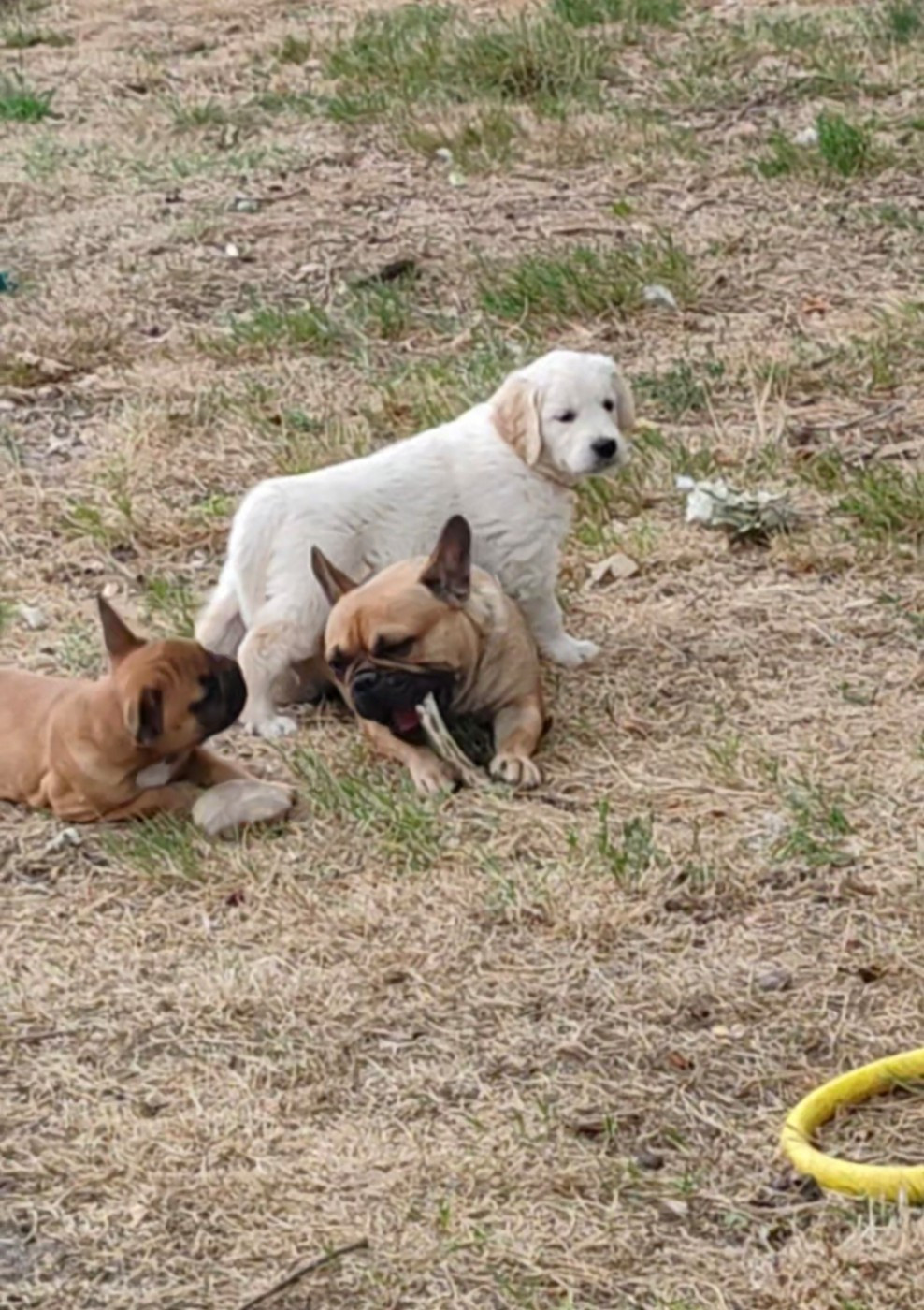 du clos des voinauds - Chiots disponibles - Golden Retriever