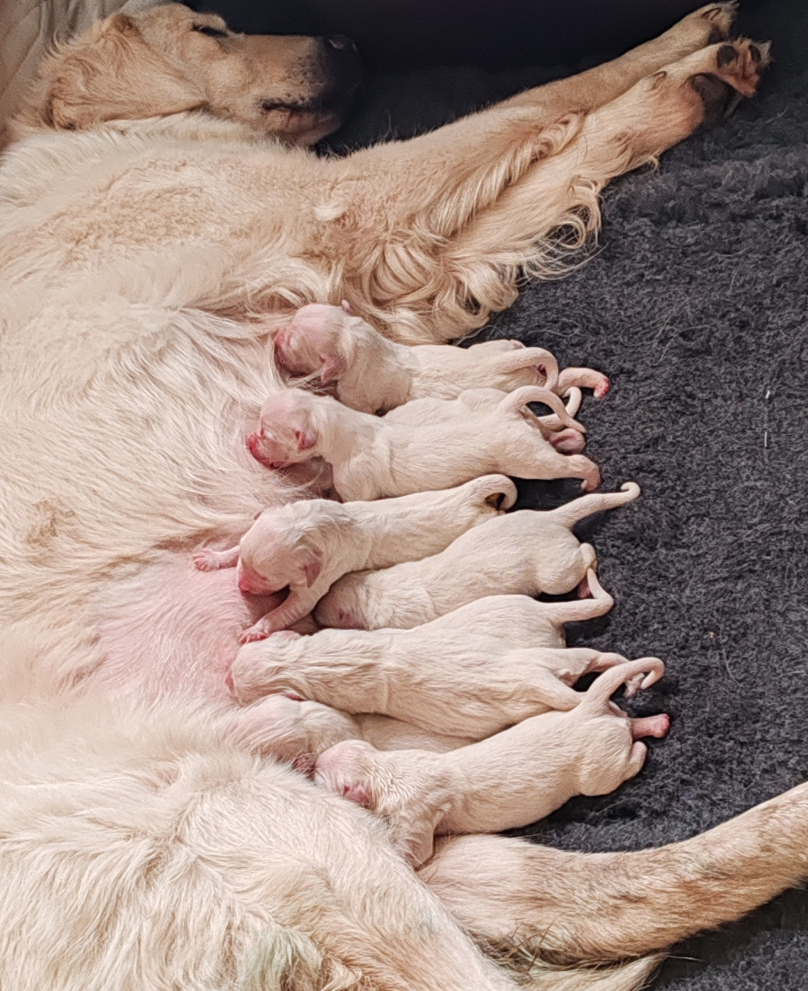 Chiot Golden Retriever du clos des voinauds
