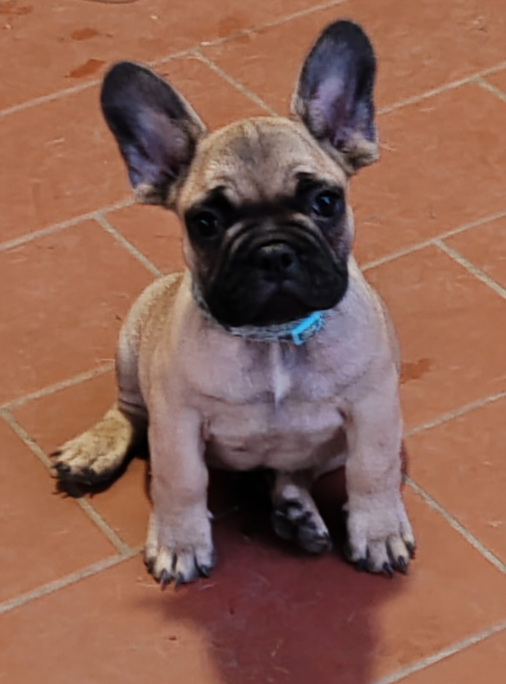 du clos des voinauds - Chiots disponibles - Bouledogue français
