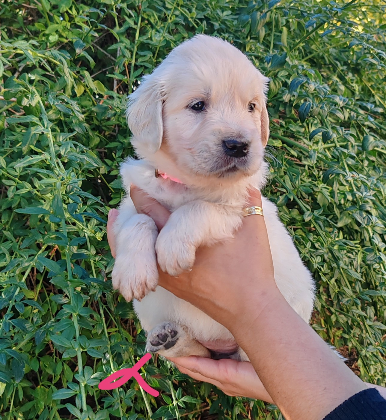 du clos des voinauds - Chiots disponibles - Golden Retriever