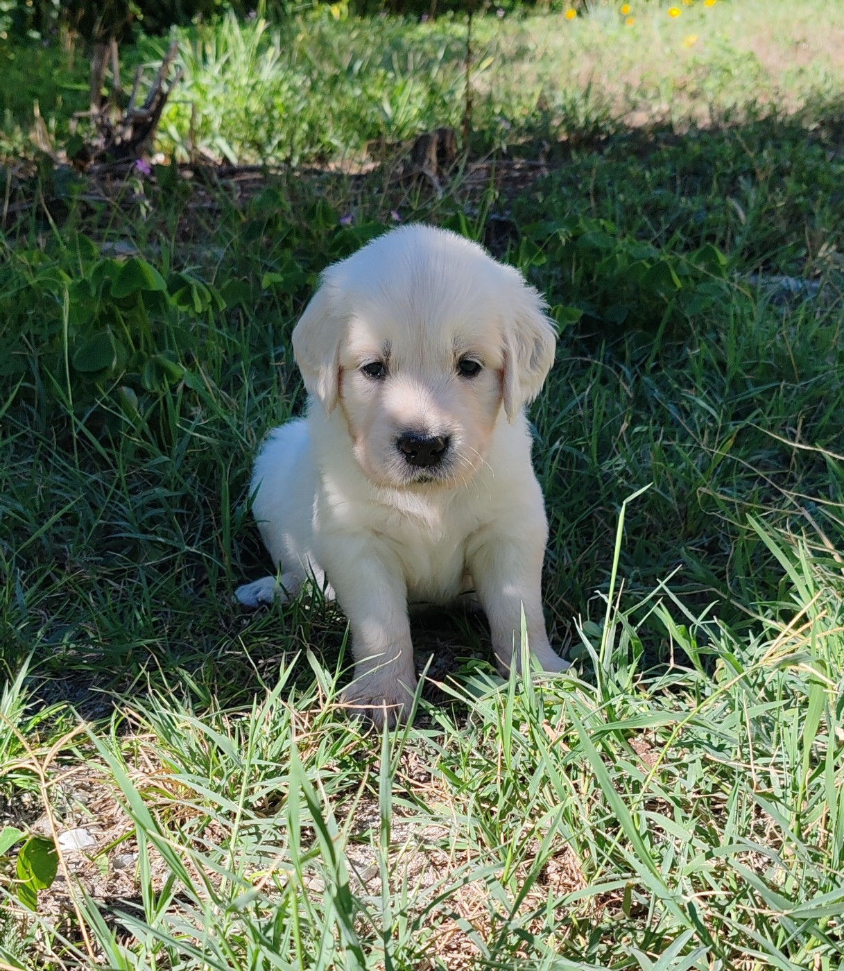 du clos des voinauds - Chiots disponibles - Golden Retriever