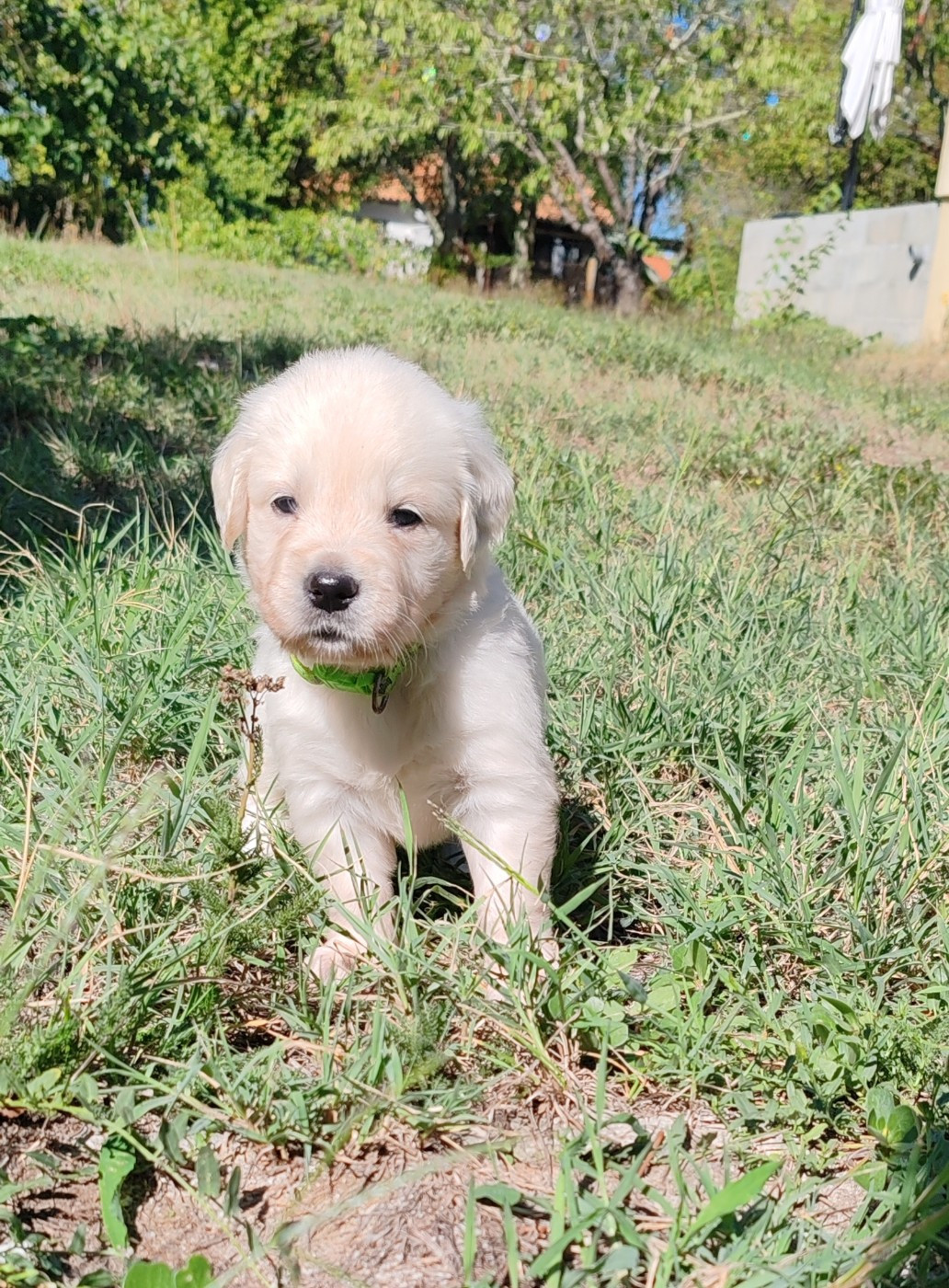 du clos des voinauds - Chiots disponibles - Golden Retriever