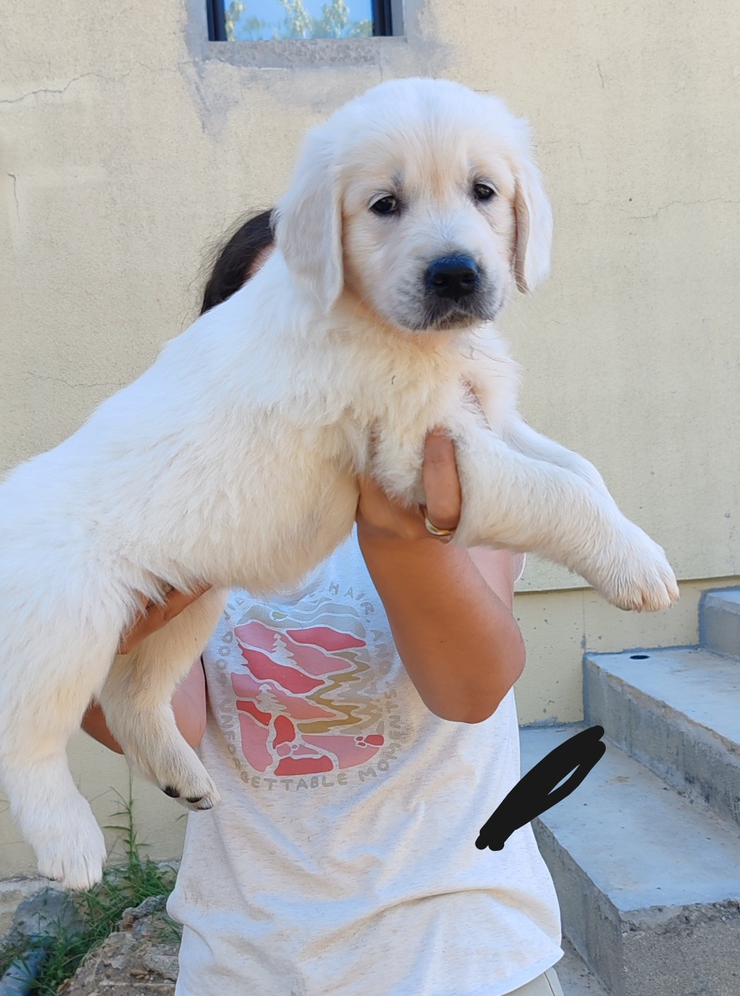 du clos des voinauds - Chiots disponibles - Golden Retriever