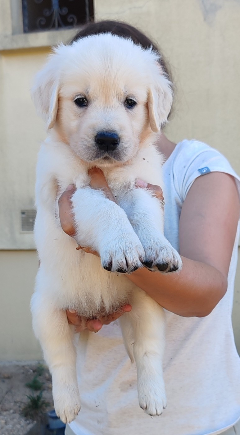 du clos des voinauds - Chiots disponibles - Golden Retriever